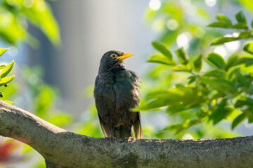 Close-up of a sitting common blackbird during spring time