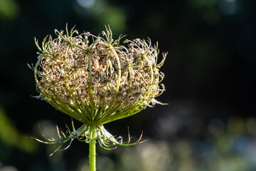 Daucus carota known as wild carrot blooming plant