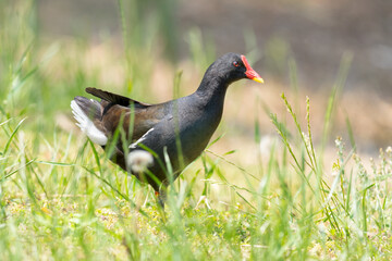 Close-up of a sitting / standing common moorhen with green backgorund