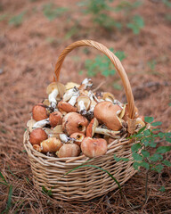 large fresh porcini mushrooms and forest herbs in a wicker basket