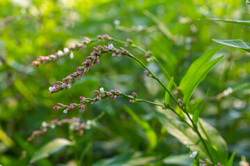 Weed Persicaria lapathifolia grows in a field among agricultural crops