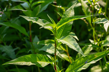 Weed Persicaria lapathifolia grows in a field among agricultural crops