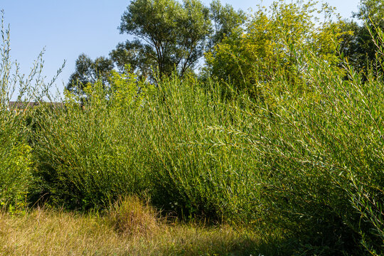 Salix purpurea purple willow or osier is a species of Salix native to most of Europe. Purple willow catkin, Salix purpurea