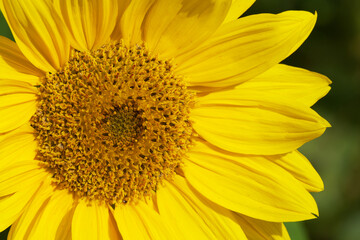 sunflower close-up