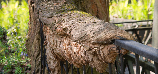 A tree has grown into an iron fence