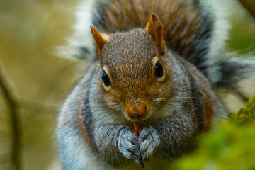 Squirrel eating a seed