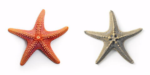 A single starfish placed prominently on a blank white surface, conjuring the essence of the ocean