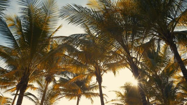 Silhouette of tropical palm trees sun rays  golden sky summer. sunset tropical beach background. 