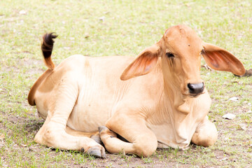 Fototapeta premium Brown cow lying down on green grass background