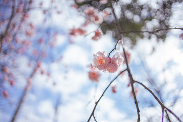 梅の花と空
