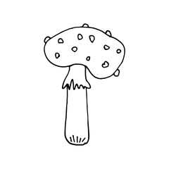 Mushrooms of wildlife, spore organism.  Fly agaric. Mycology. Mystical mushrooms. Doodle. Hand drawn. Vector illustration. Outline.