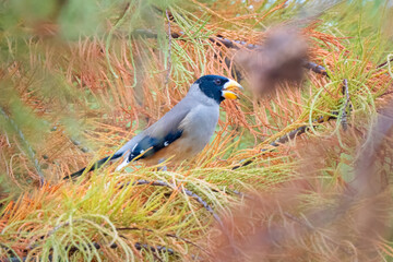 Beautiful Chinese Grosbeak sitting on branch and eating food