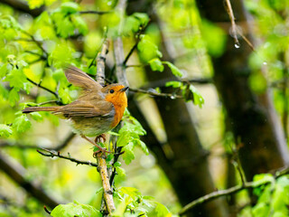 Robin in the rain