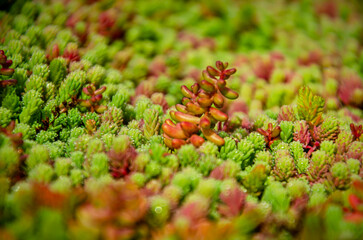 Close up of green and red sedum plants on a vegetated roof