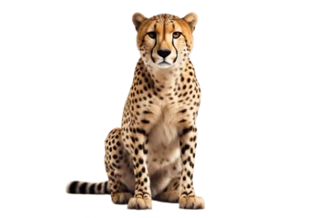 Schilderijen op glas Cheetah Sitting Still Isolated on a Transparent Background PNG. Generative Ai © Haider