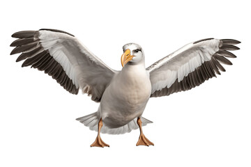Albatross Isolated on a Transparent Background PNG. Generative Ai