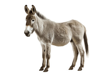 Grey Donkey Isolated on a Transparent Background PNG. Generative Ai