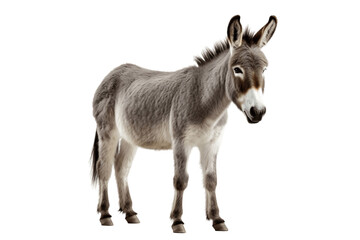 Portrait of a Donkey Isolated on a Transparent Background PNG. Generative Ai