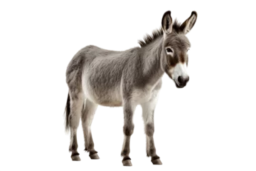 Fototapeten Portrait of a Donkey Isolated on a Transparent Background PNG. Generative Ai © Haider