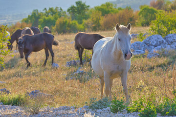 Sunrise Grazing: Wild Horses in the Goranci Highlands