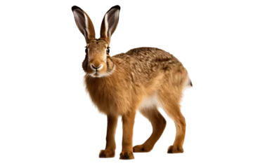 Foto op Aluminium Hare Isolated on a Transparent PNG Background. Generative Ai © Haider
