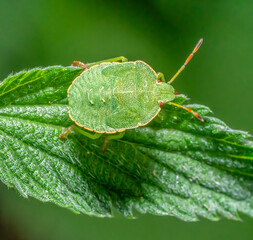 Green shield bug