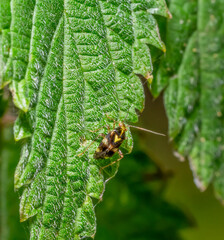 Common nettle bug