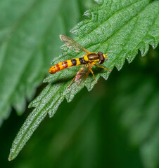 Long hoverfly on nettle leaf