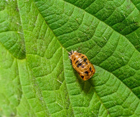 Asian lady beetle pupa