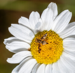 Obraz premium Peacock fly on white flower head