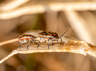 Seed bug nymphs