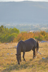 Dawn Grazing: A Wild Brown Horse in Goranci Plateau