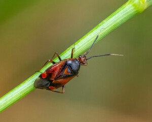 Mirid bug