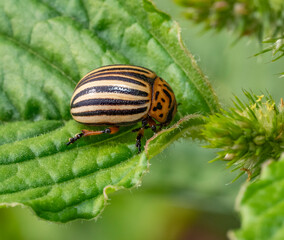 Colorado potato beetle