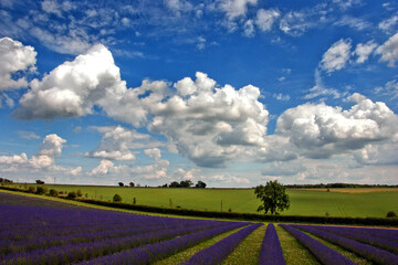 Fototapeta na wymiar Lavender Field Purple Flowers Cotswolds England