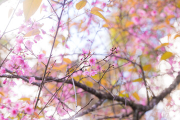 Pink cherry blossom bloomming on tree branch