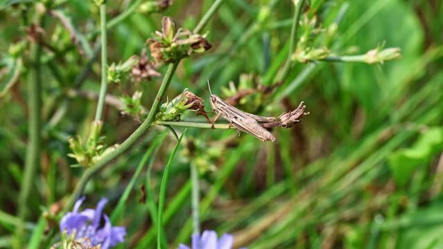 grasshopper on grass. Static close up shot