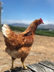 Chicken in a vineyard, New Zealand