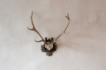 deer horns on the wall in medieval castle