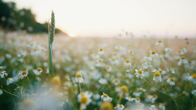 Daisy floral field with white daisies at sunset. Chamomile meadow in summer. Beautiful flowers, natural wildflowers. Camera moving through chamomiles. Medicinal, curative herbs and plants concept.