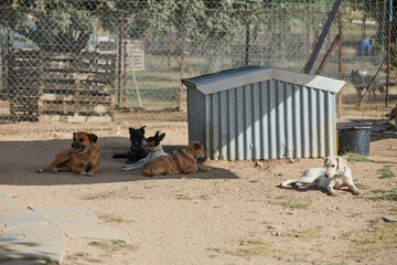 Fototapeta premium portrait of a dog in a shelter waiting for adoption