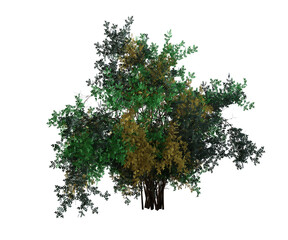 Obraz premium Albero con e senza foglie arancioni, verdi, gialle, rosse fondo trasparente e isolato siepe 