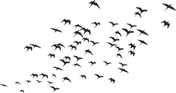 Flying birds. Vector image. White background.