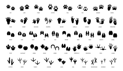Fototapety  Animals paw prints. Cartoon mammal footprints, black bird foot. Wild animal feet silhouette. Foot paws track tiger, cat and dog trace. Pets trails. Vector set