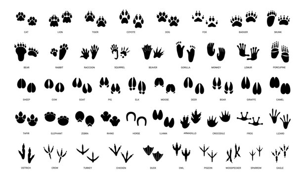 Animals paw prints. Cartoon mammal footprints, black bird foot. Wild animal feet silhouette. Foot paws track tiger, cat and dog trace. Pets trails. Vector set