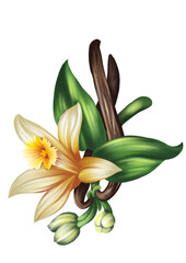 Fototapeta na wymiar Vanilla Plant Illustration