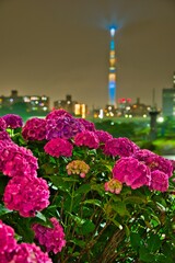 Fototapeta na wymiar アジサイと東京の夜景