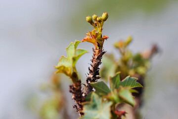 Euphorbia balsamifera
