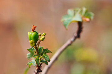 Euphorbia balsamifera