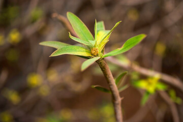 Fototapeta na wymiar Euphorbia balsamifera